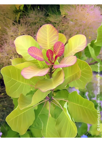 COTINUS coggygria LEMON LADY® - Arbre à perruque