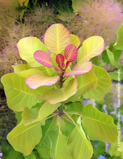 COTINUS coggygria LEMON LADY® - Arbre à perruque