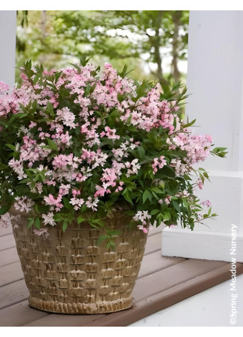 DEUTZIA YUKI CHERRY BLOSSOM® - Deutzia