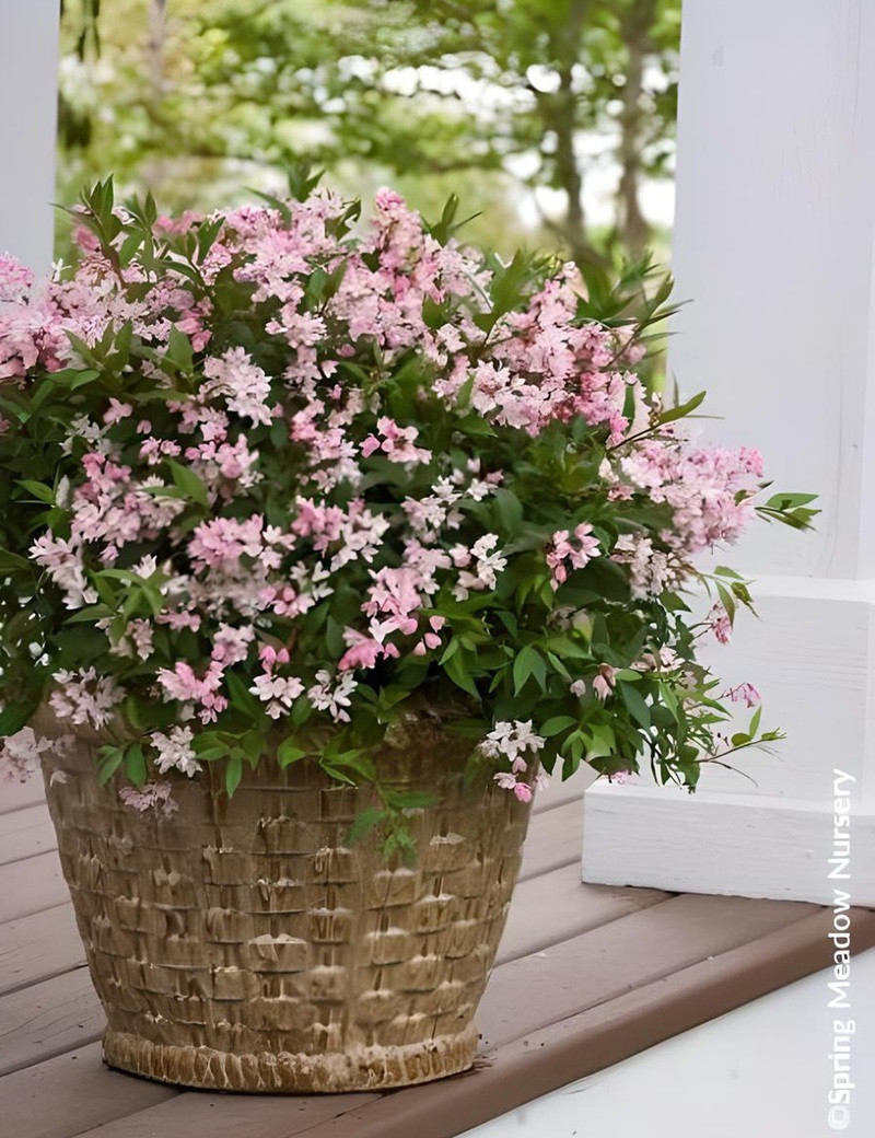 DEUTZIA YUKI CHERRY BLOSSOM® - Deutzia