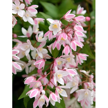 DEUTZIA YUKI CHERRY BLOSSOM® - Deutzia