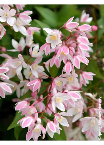 DEUTZIA YUKI CHERRY BLOSSOM® - Deutzia