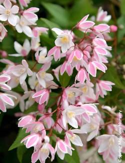 DEUTZIA YUKI CHERRY BLOSSOM® - Deutzia