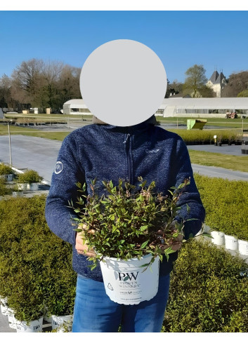 DEUTZIA YUKI CHERRY BLOSSOM® - Deutzia En pot de 4-5 litres buisson hauteur 030-040 cm