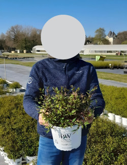 DEUTZIA YUKI CHERRY BLOSSOM® - Deutzia En pot de 4-5 litres buisson hauteur 030-040 cm