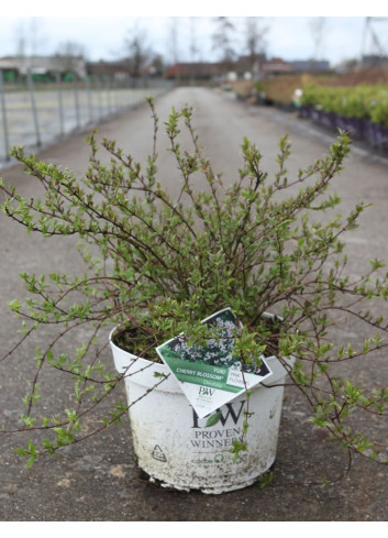 DEUTZIA YUKI CHERRY BLOSSOM® - Deutzia En pot de 10-12 litres buisson hauteur 040-050 cm