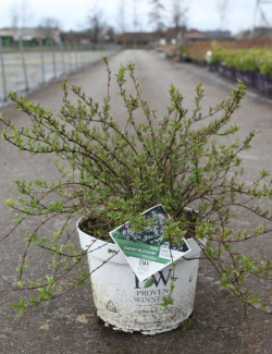 DEUTZIA YUKI CHERRY BLOSSOM® - Deutzia En pot de 10-12 litres buisson hauteur 040-050 cm