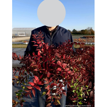 DEUTZIA YUKI CHERRY BLOSSOM® - Deutzia En pot de 10-12 litres buisson hauteur 040-050 cm