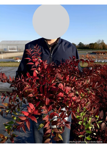 DEUTZIA YUKI CHERRY BLOSSOM® - Deutzia En pot de 10-12 litres buisson hauteur 040-050 cm