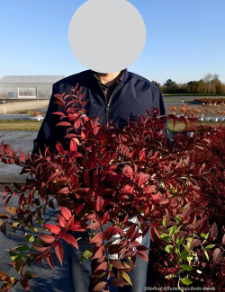 DEUTZIA YUKI CHERRY BLOSSOM® - Deutzia En pot de 10-12 litres buisson hauteur 040-050 cm