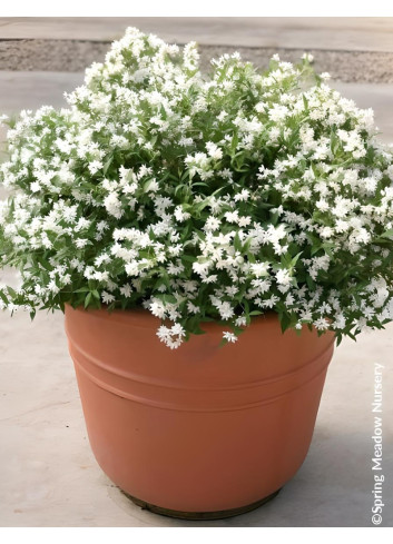 DEUTZIA YUKI SNOWFLAKE® - Deutzia