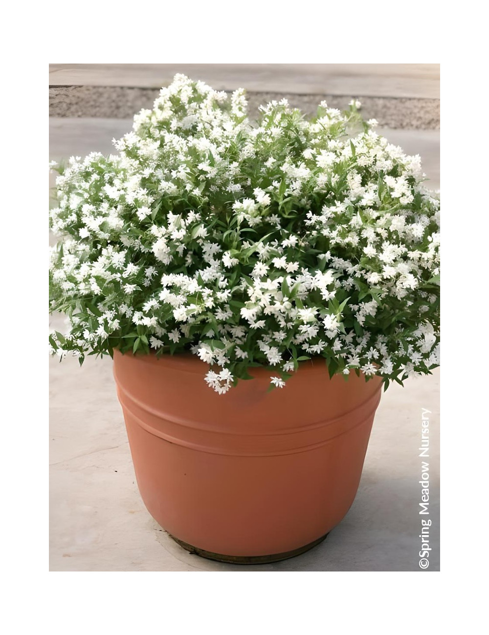 DEUTZIA YUKI SNOWFLAKE® - Deutzia