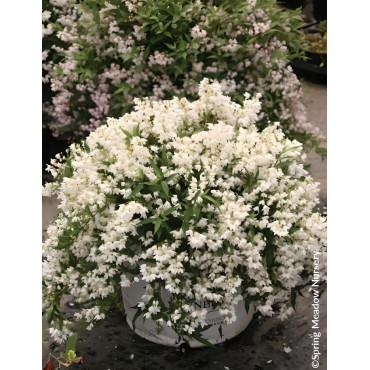 DEUTZIA YUKI SNOWFLAKE® - Deutzia