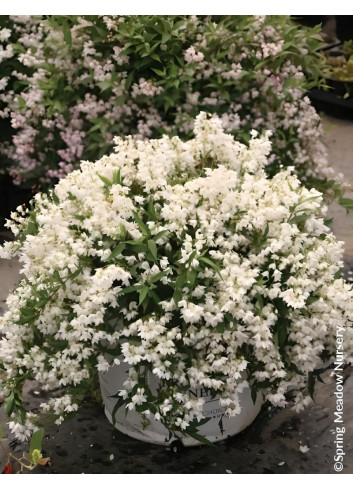 DEUTZIA YUKI SNOWFLAKE® - Deutzia
