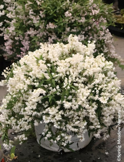 DEUTZIA YUKI SNOWFLAKE® - Deutzia