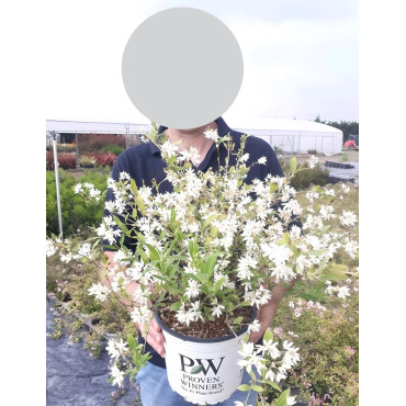 DEUTZIA YUKI SNOWFLAKE® - Deutzia En pot de 4-5 litres buisson hauteur 030-040 cm