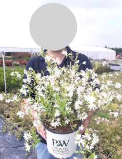 DEUTZIA YUKI SNOWFLAKE® - Deutzia En pot de 4-5 litres buisson hauteur 030-040 cm