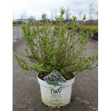 DEUTZIA YUKI SNOWFLAKE® - Deutzia En pot de 10-12 litres buisson hauteur 040-050 cm