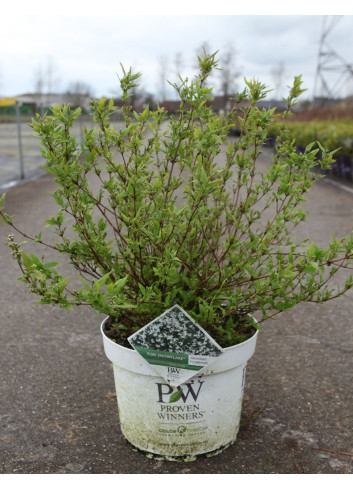 DEUTZIA YUKI SNOWFLAKE® - Deutzia En pot de 10-12 litres buisson hauteur 040-050 cm