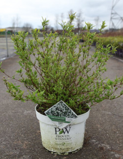 DEUTZIA YUKI SNOWFLAKE® - Deutzia En pot de 10-12 litres buisson hauteur 040-050 cm