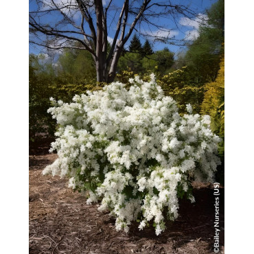 EXOCHORDA macrantha LOTUS MOON® - Arbuste aux perles