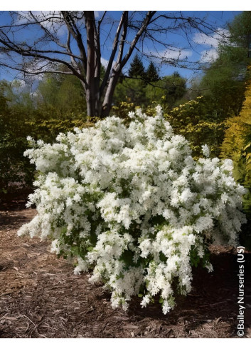 EXOCHORDA macrantha LOTUS MOON® - Arbuste aux perles