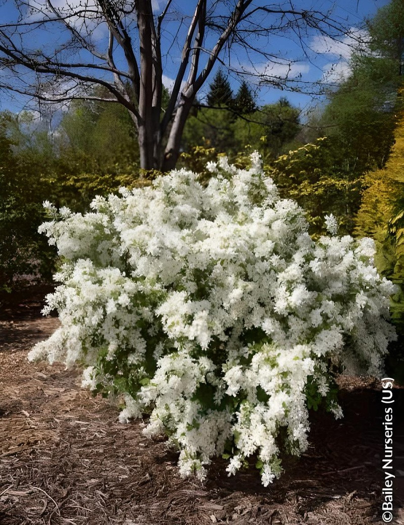 EXOCHORDA macrantha LOTUS MOON® - Arbuste aux perles