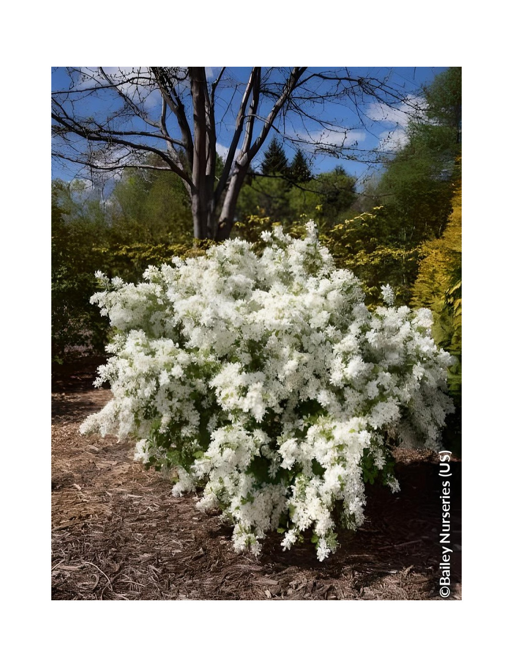 EXOCHORDA macrantha LOTUS MOON® - Arbuste aux perles