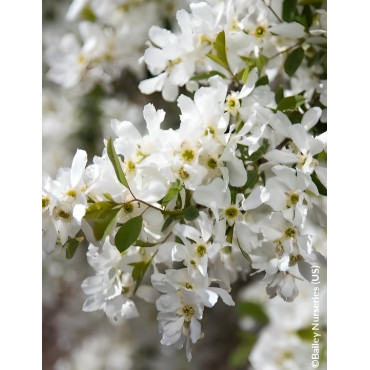 EXOCHORDA macrantha LOTUS MOON® - Arbuste aux perles