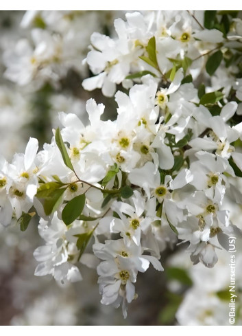 EXOCHORDA macrantha LOTUS MOON® - Arbuste aux perles