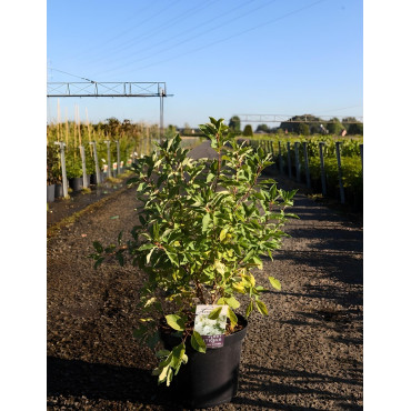 EXOCHORDA macrantha LOTUS MOON® - Arbuste aux perles En pot de 10-12 litres buisson hauteur 040-060 cm