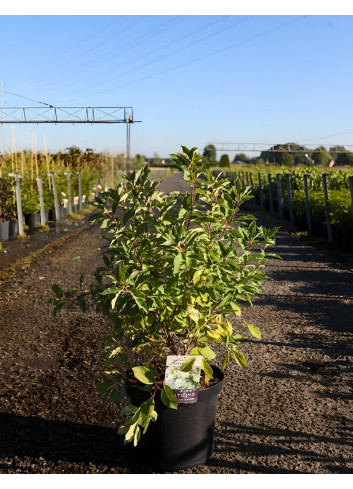EXOCHORDA macrantha LOTUS MOON® - Arbuste aux perles En pot de 10-12 litres buisson hauteur 040-060 cm