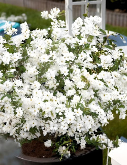 arbre-aux-perles-niagara-exochorda-racemosa-niagara-1.jpg