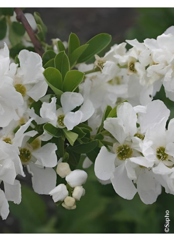 EXOCHORDA racemosa NIGARA - Arbuste aux perles