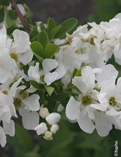 arbre-aux-perles-niagara-exochorda-racemosa-niagara-2.jpg