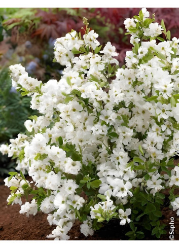 EXOCHORDA racemosa NIGARA - Arbuste aux perles