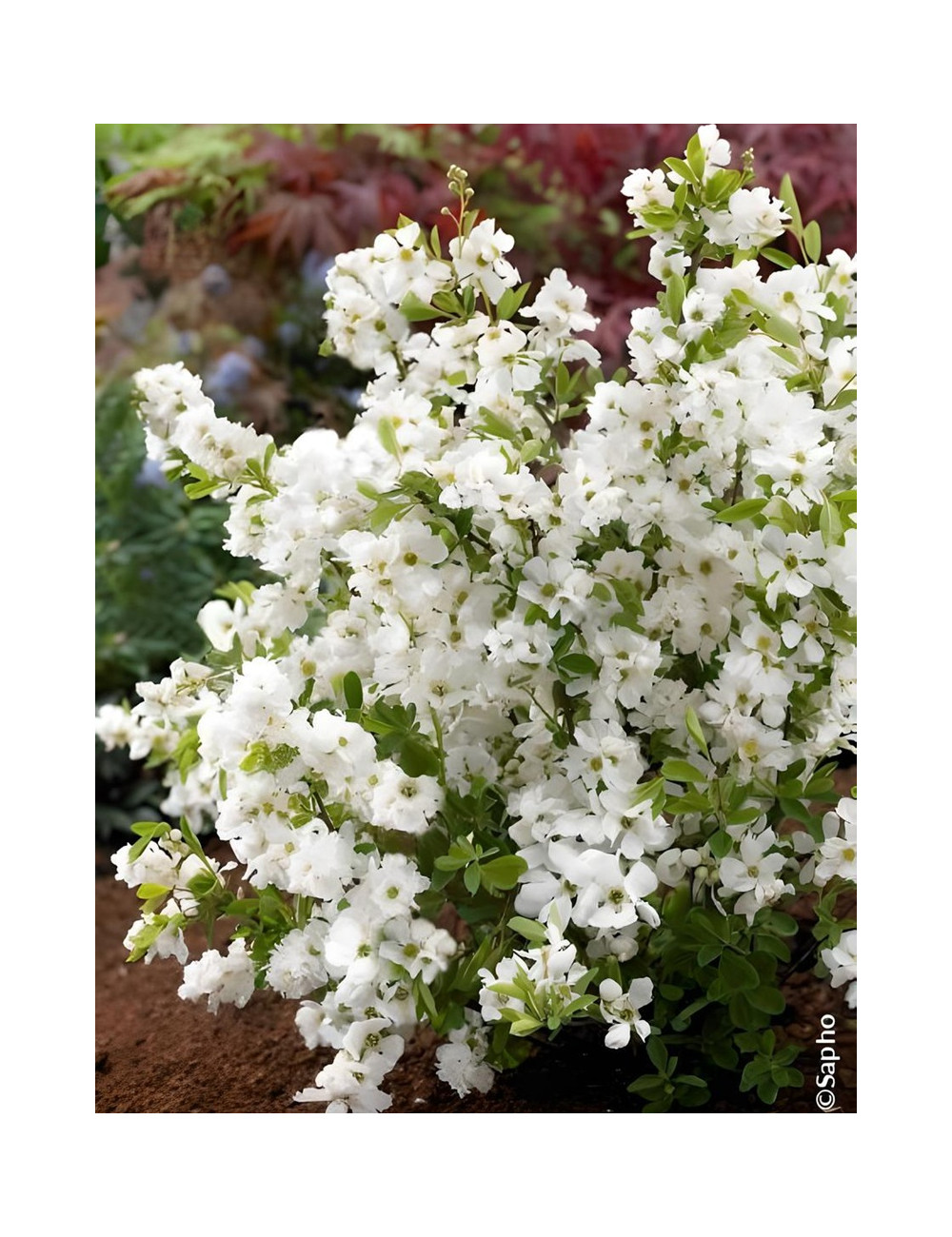 EXOCHORDA racemosa NIGARA - Arbuste aux perles