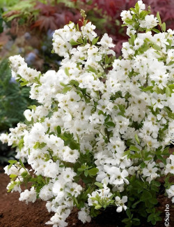 arbre-aux-perles-niagara-exochorda-racemosa-niagara.jpg