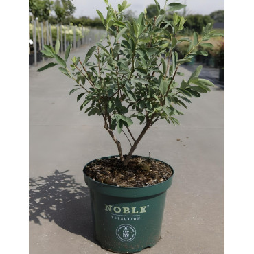 EXOCHORDA racemosa NIGARA - Arbuste aux perles En pot de 10-12 litres buisson hauteur 040-060 cm
