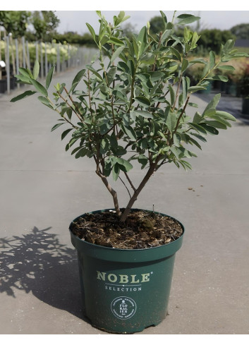 EXOCHORDA racemosa NIGARA - Arbuste aux perles En pot de 10-12 litres buisson hauteur 040-060 cm