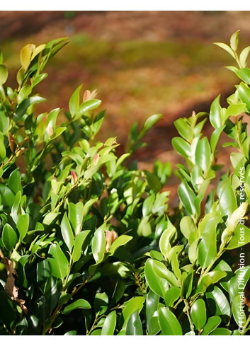 DISTYLIUM LINEBACKER® - Distylium