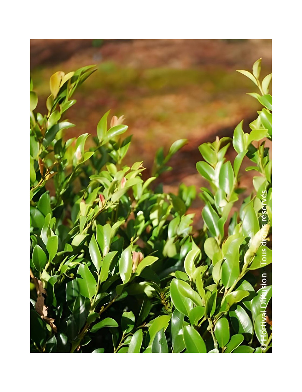 DISTYLIUM LINEBACKER® - Distylium