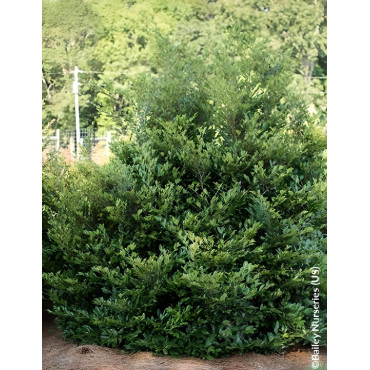 DISTYLIUM LINEBACKER® - Distylium