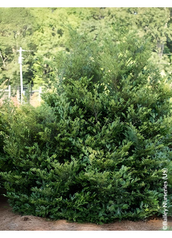 DISTYLIUM LINEBACKER® - Distylium