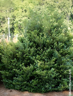 DISTYLIUM LINEBACKER® - Distylium