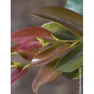 DISTYLIUM LINEBACKER® - Distylium