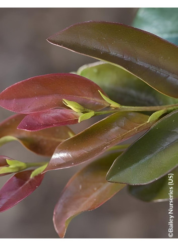 DISTYLIUM LINEBACKER® - Distylium