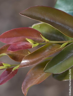 DISTYLIUM LINEBACKER® - Distylium