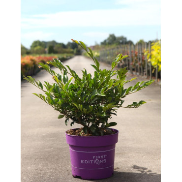 DISTYLIUM LINEBACKER® - Distylium En pot de 10-12 litres buisson hauteur 040-050 cm