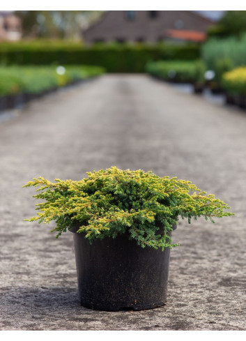 JUNIPERUS chinensis GOLDSCHATZ - Genévrier de Chine En pot de 7-10 litres buisson diamètre 040-060 cm